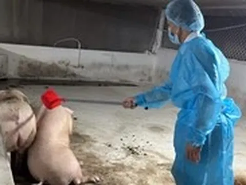 Đồng Nai phát hiện 7 cơ sở nuôi 'vỗ béo' heo sử dụng chất cấm