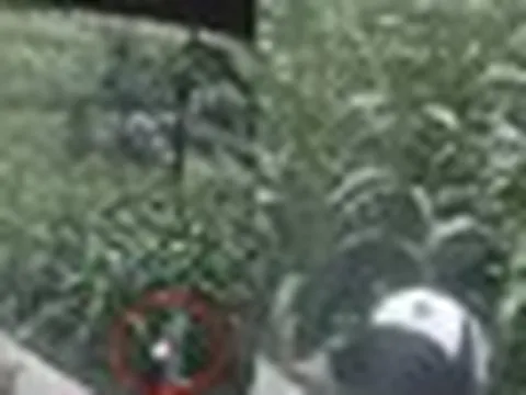 Bé trai lao vào ruộng ngô rồi biến mất khỏi camera, 6 ngày sau được tìm thấy ở nơi không ai ngờ