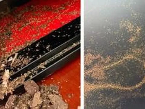 Cất tiền trong két sắt, người phụ nữ "suýt ngất" trước cảnh tượng đáng sợ bên trong