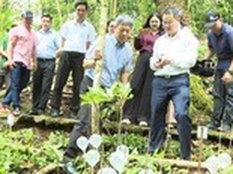 Thành viên của THACO đầu tư dự án trồng sâm Ngọc Linh hơn 12.000 tỉ đồng