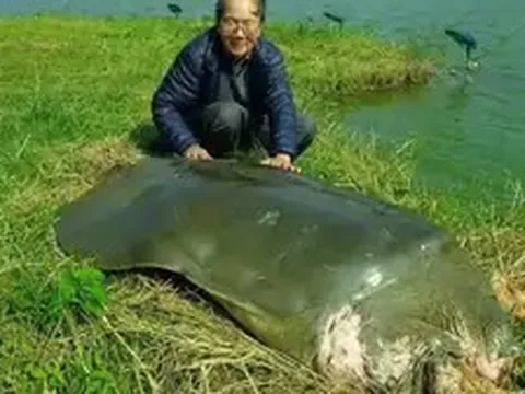 'Nhà rùa học' Hà Đình Đức qua đời