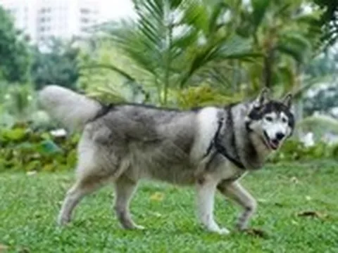 Chó thả rông, không rọ mõm vẫn chạy nhảy ở công viên Cảnh Đồi khu Phú Mỹ Hưng