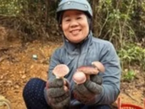 Cả xóm gọi nhau vào rừng hái nấm tràm