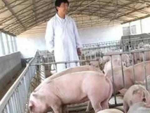 Vợ chồng chủ trang trại lợn ở Trung Quốc rơi vào cảnh tán gia bại sản, mất trắng 15 triệu USD vì án oan