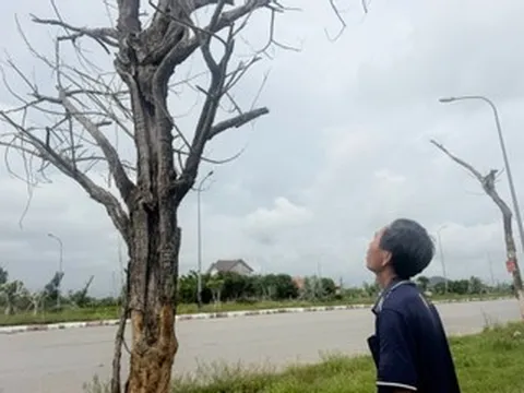 Cây xanh chết hàng loạt, hai dự án gần 9 tỷ đồng chưa thể quyết toán
