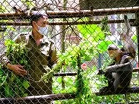 Những 'bảo mẫu' thầm lặng giữa rừng Cúc Phương
