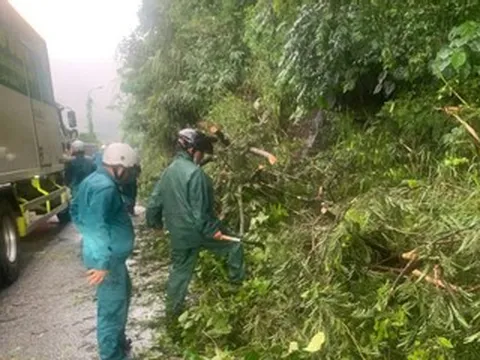 Mưa lớn, nhiều cây rừng ngã đổ chắn ngang đèo Bảo Lộc