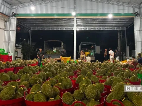 500.000 tấn sầu riêng vào vụ, Đắk Lắk chạy đua cấp “hộ chiếu” xuất khẩu