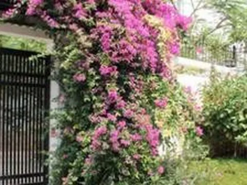 Lý do nhiều người thích trồng hoa giấy trước nhà nhưng không bao giờ đặt trong phòng