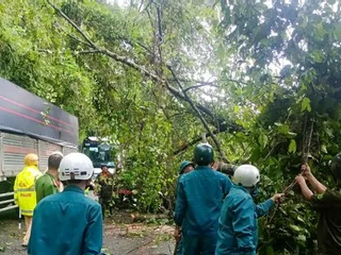 Cây cổ thụ cao 10m bật gốc đổ xuống Quốc lộ 20, giao thông ùn tắc