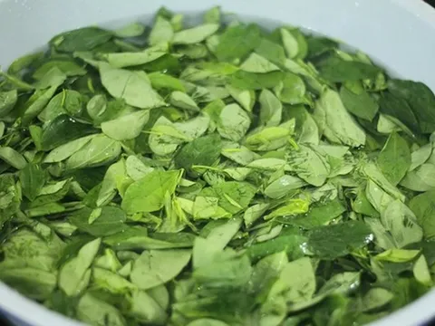 Loại rau quen thuộc từng làm hàng rào, nay được săn tìm vì được ví như “cây thuốc”
