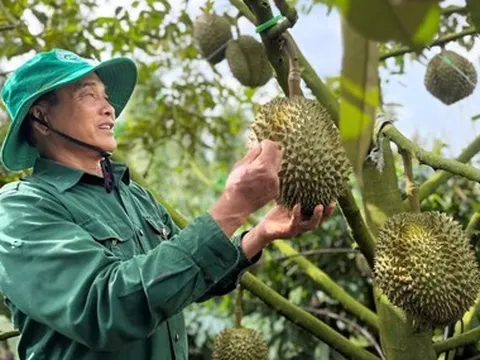 Phó thủ tướng giao Bộ Công an điều tra, xử lý gian lận mã số vùng trồng nông sản