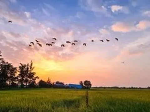 TP.HCM sắp vào 'mùa vàng' đẹp ngỡ ngàng, một tọa độ sống ảo giới trẻ yêu thích