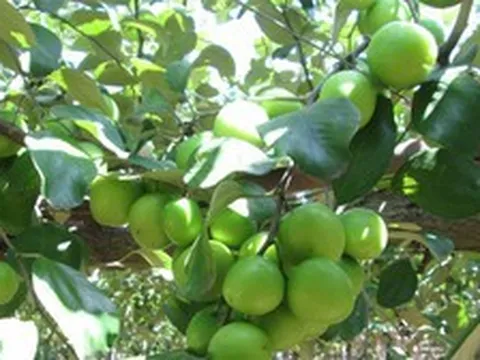 5 lý do nên trồng một cây táo trong nhà