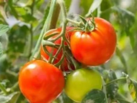 Ăn cà chua mỗi ngày có thể giúp giảm mỡ trong gan?