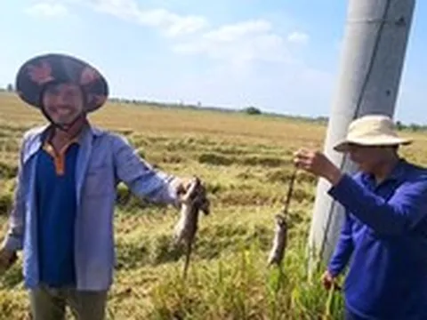 Chuột đồng miền Tây vào mùa: Chuyên gia cảnh báo nguy cơ nhiễm độc, nhiễm bệnh