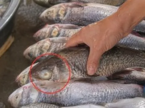 5 loại cá "rẻ như cho" cũng đừng ham, người bán hạ giá sâu có thể vì lý do này