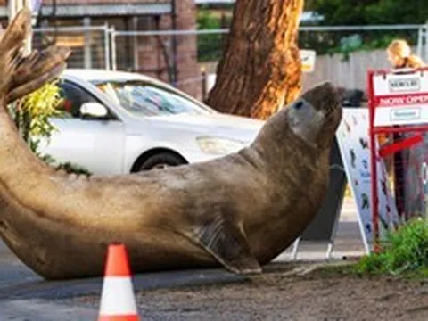 'Vị khách' nặng 1 tấn ở miễn phí 34 đêm, phá biển báo, hàng rào rồi để lại hóa đơn hơn 20.000 USD: Chính quyền xóa nợ vì quá đáng yêu