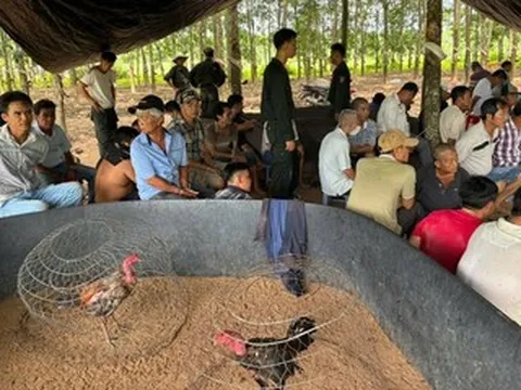 Cảnh sát đột kích sới gà ẩn náu trong vườn cao su, 40 người không kịp trở tay