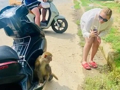 Quen được khách cho ăn, khỉ Sơn Trà chờ khách cho trái cây như... em bé đòi quà