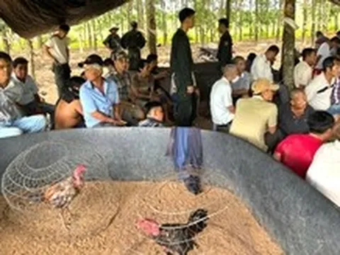 Chồng tổ chức đá gà, vợ bán nước thu tiền triệu mỗi ngày giữa vườn cao su