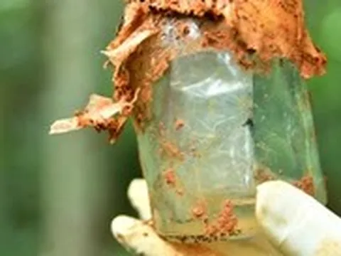 Tìm người biết liệt sĩ Nguyễn Văn Vượng, quê Hải Hưng, thuộc Đoàn 559