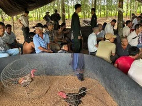 Triệt phá sới gà do 2 vợ chồng cầm đầu, mời làm việc 40 đối tượng