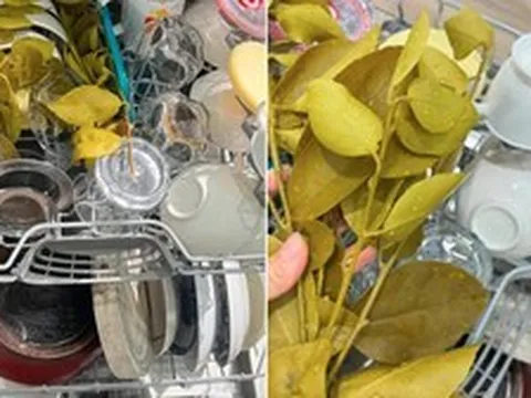 Viral mẹo cho nắm lá chanh vào máy rửa bát, lý do khiến nhiều người ngỡ ngàng