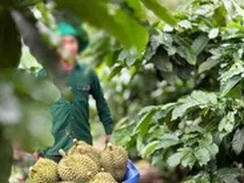 Đắk Lắk rà soát, tránh khiếu kiện đông người ở các doanh nghiệp Vinacafe