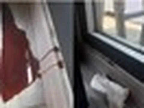 Tường nhà liên tục chảy ra chất lỏng nâu, chuyên gia lần theo rồi phát hiện thứ bên trong "quý như vàng"