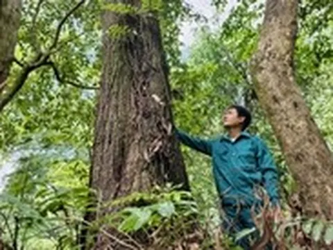 Vào vườn rừng ngập phèn 367ha, 'lá phổi xanh' cửa ngõ phía tây nam TP.HCM