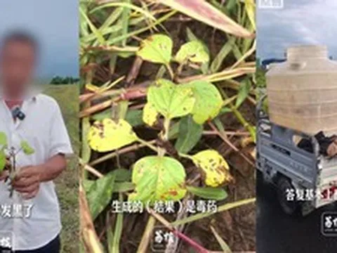 Tin AI tư vấn phun thuốc, nông dân Trung Quốc mất trắng 10 ha ruộng mè