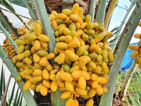 Quả chà là ngọt thơm, giàu dưỡng chất: 5 nhóm người nên ăn để nhận trọn lợi ích