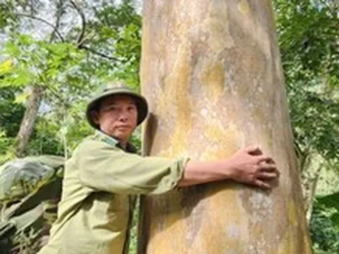 Dưới tán rừng lặng lẽ