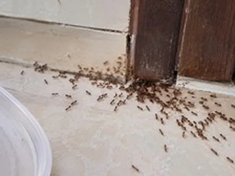 Kiến kéo cả đàn vào nhà báo điều gì?