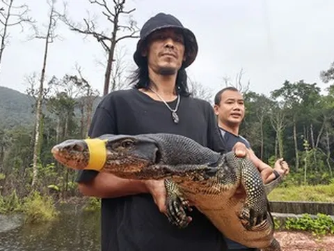 Đang làm việc trong nhà hàng, người đàn ông bất ngờ phát hiện kỳ đà hoa dài 2m