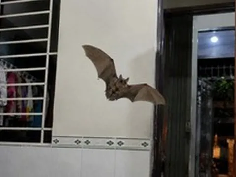 Dơi bay vào nhà báo điều gì?