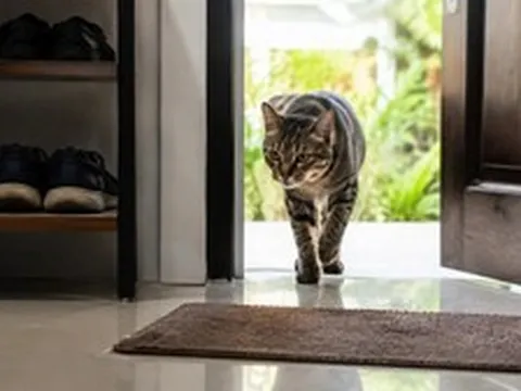 Mèo lạ vào nhà báo điều gì?