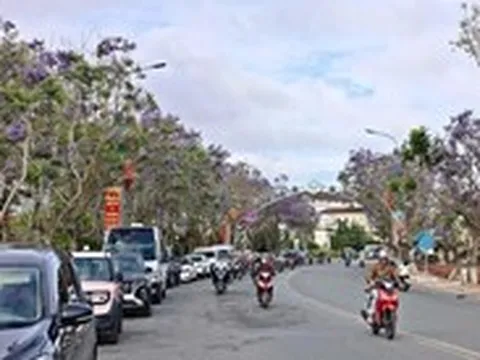 Hàng phượng tím Đà Lạt bị cắt trụi, người dân nói 'quá mạnh tay'
