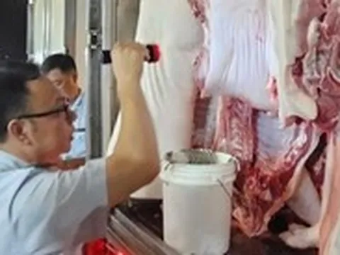 TP.HCM phát hiện, tiêu hủy nhiều lô thịt heo, gà nhiễm chất cấm
