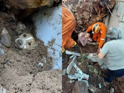 Khoảnh khắc xúc động: Gần 20 giờ dưới đống đổ nát, đội cứu hộ tìm được chú chó nhờ vào tiếng sủa