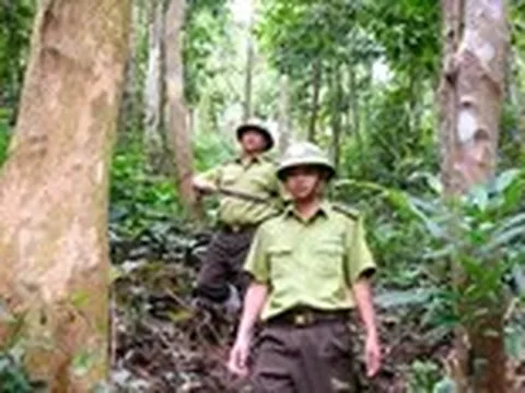 Khi rừng xanh trở thành sinh kế
