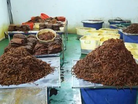 Khô trâu “đội lốt” khô bò, thu lợi hàng chục tỷ đồng