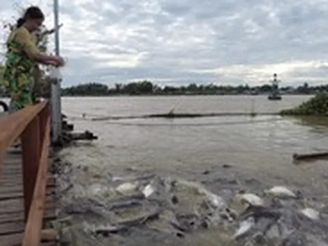 Đàn cá tự nhiên trên sông Tiền được định hướng thành điểm nhấn đô thị Hồng Ngự