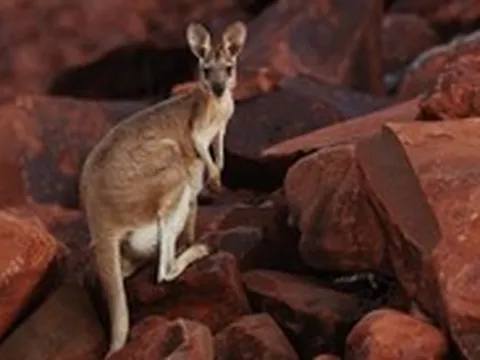 Thịt kangaroo Úc sắp đến Việt Nam, có thể chế biến món gì cho ngon?