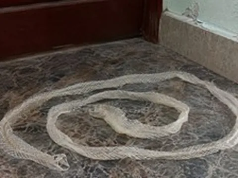 Thấy da rắn lột trong nhà nên làm gì đầu tiên?