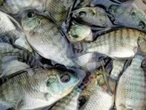 Cá rô phi Việt Nam: người Nhật chuộng làm sashimi, Brazil tăng lượng nhập khủng
