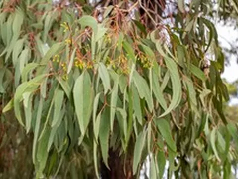 Phát hiện vàng trong lá cây bạch đàn