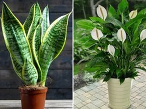 5 loại cây trồng trong nhà giúp lọc không khí hiệu quả