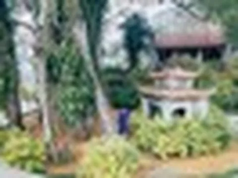 Phát hiện cây đa hơn 1.000 năm tuổi "biết đi" ở Việt Nam: 3 lần đổi vị trí, mỗi bước tới 15m